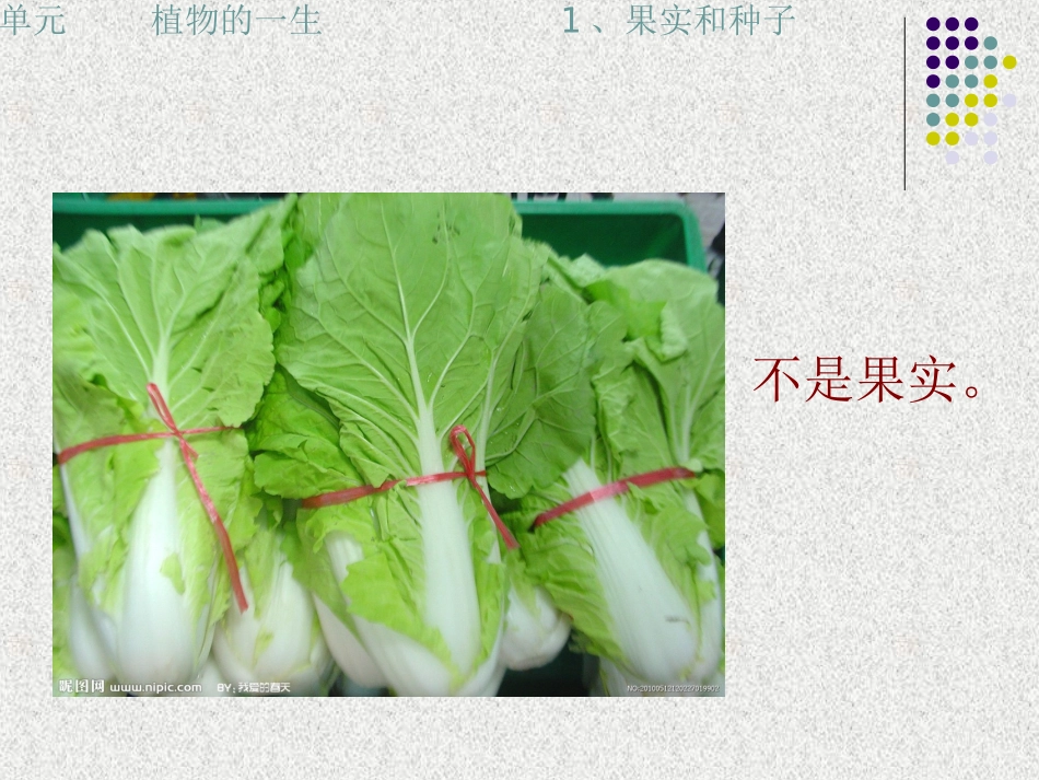 《果实和种子》苏教版小学三下课件_第3页