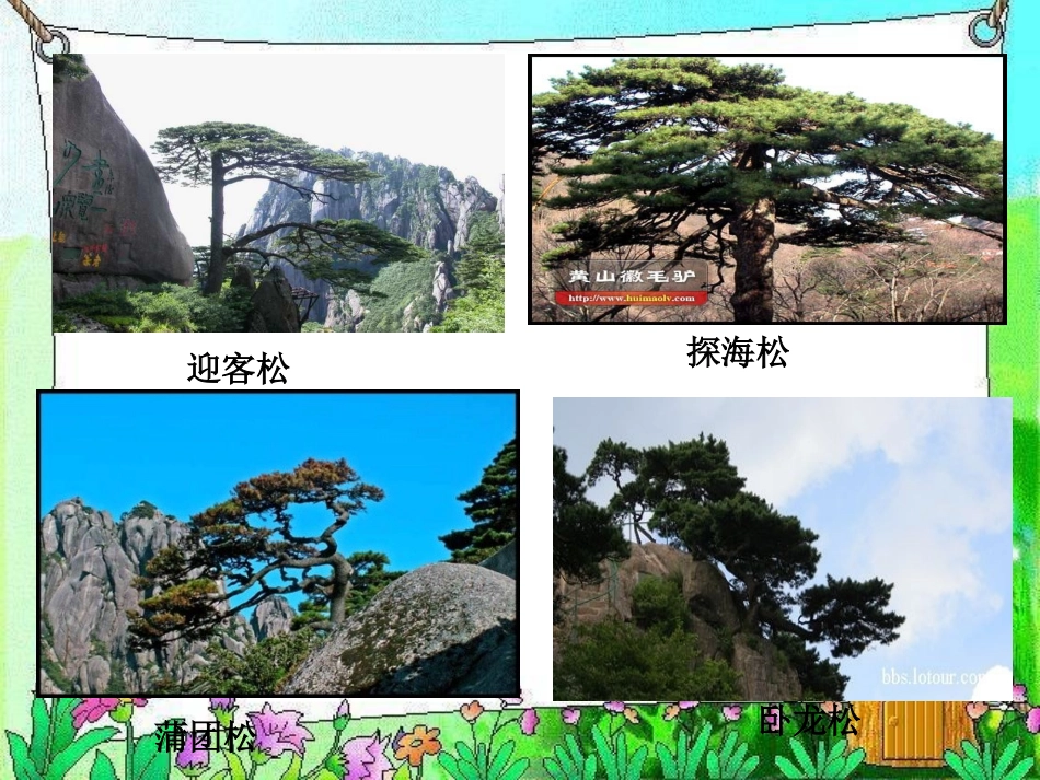 (教科版)四年级语文上册课件_黄山松_1_第2页