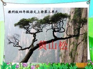 (教科版)四年级语文上册课件_黄山松_1