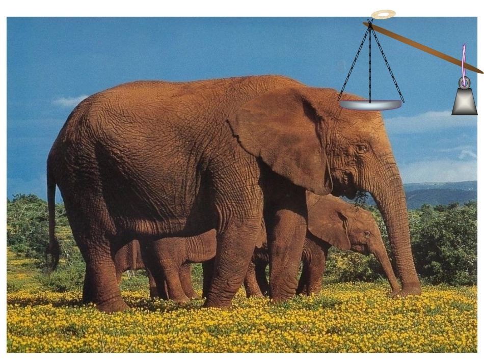 【部优】《曹冲称象》公开课课件1_第3页