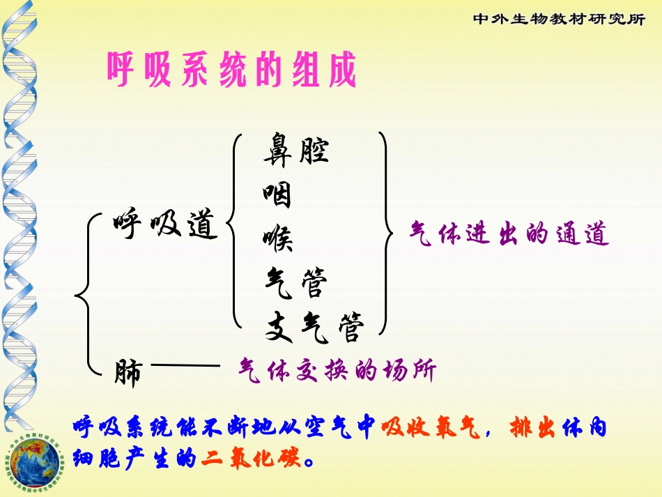 人体和外界环境的气体交换课件_第3页