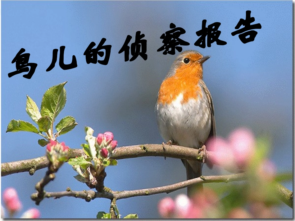 鸟儿的侦察报告1_第1页