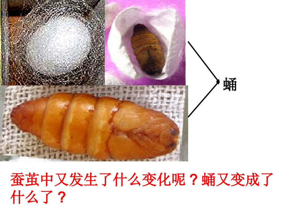 上课蛹变成了什么_第2页