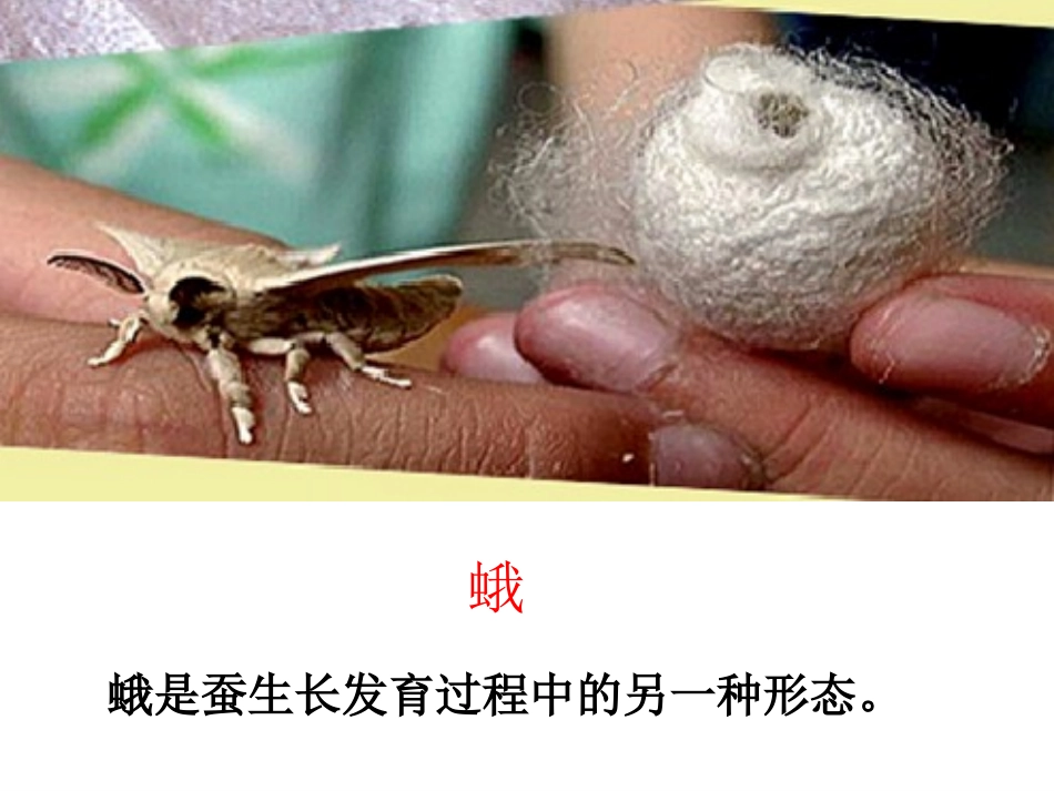 上课蛹变成了什么_第3页