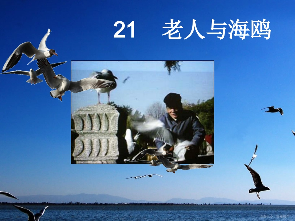 小学语文六年级上册21课《老人与海鸥》PPT[1] (2)_第1页