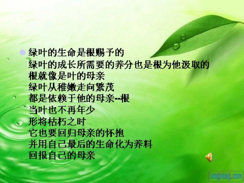 绿叶对根的情意_第1页