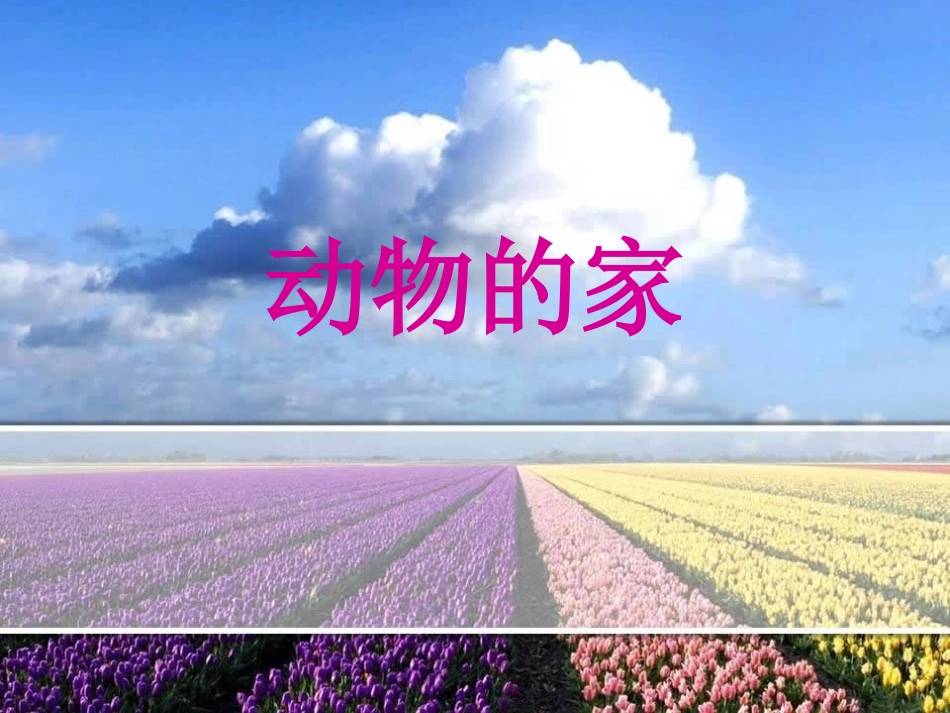 教案--动物的家_第1页