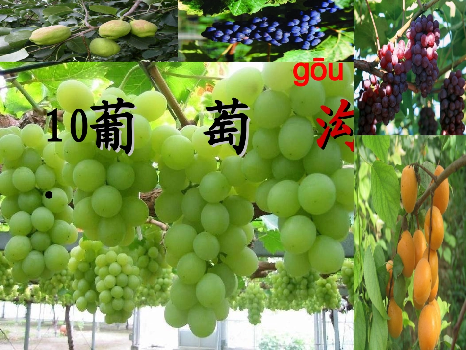 葡萄沟课件 (4)_第1页