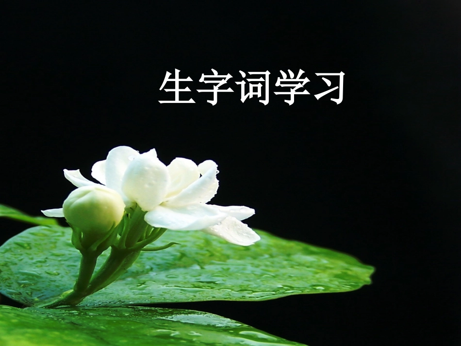 爱如茉莉课件_第2页