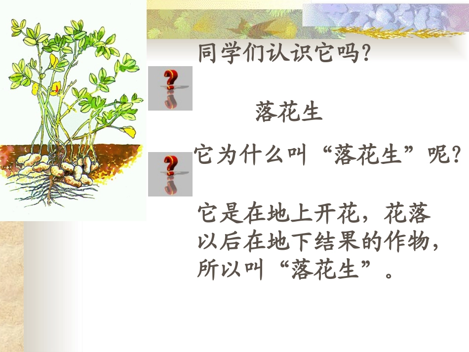 陈雪珍课件落花生_第2页