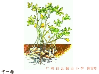 陈雪珍课件落花生