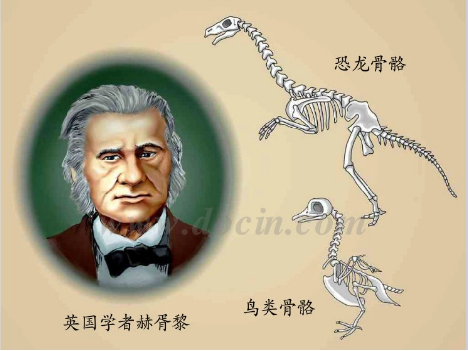 四年级语文飞向蓝天的恐龙［人教版］_第3页