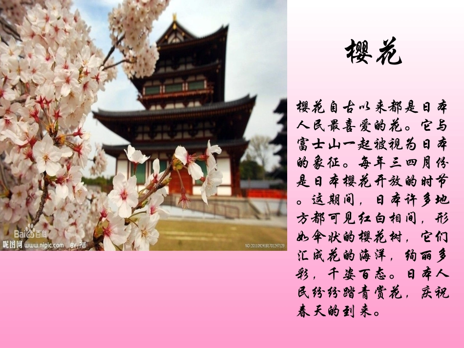 《樱花》音乐课件_公开课_第2页