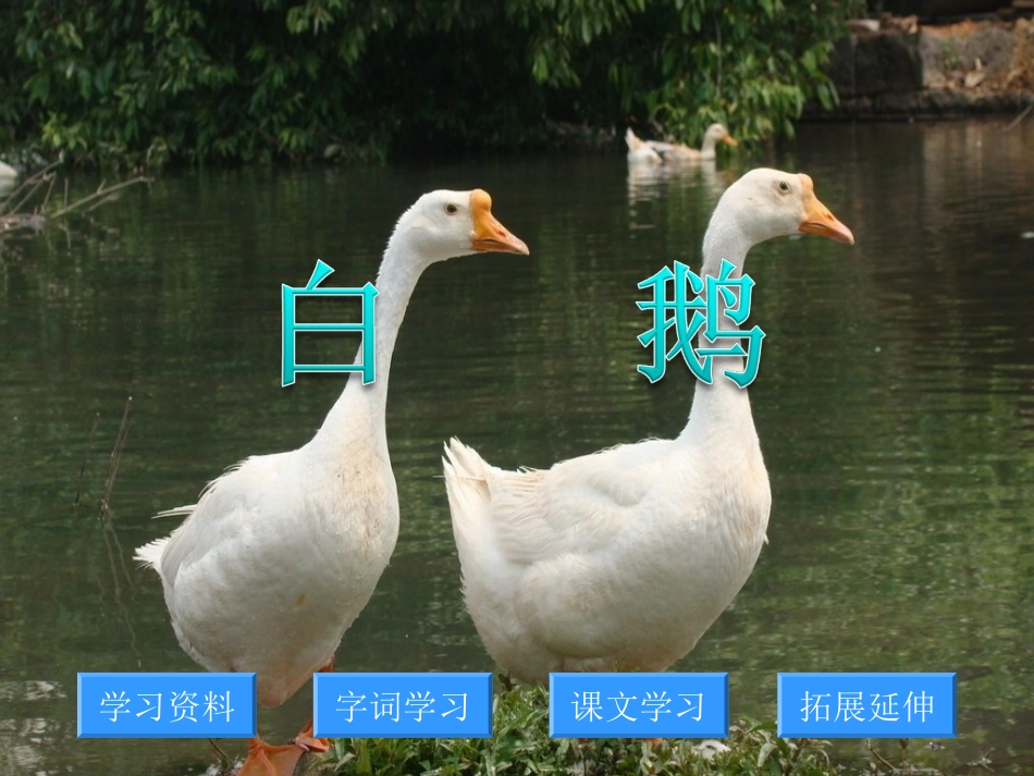 白鹅 (2)_第1页