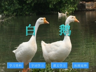 白鹅 (2)