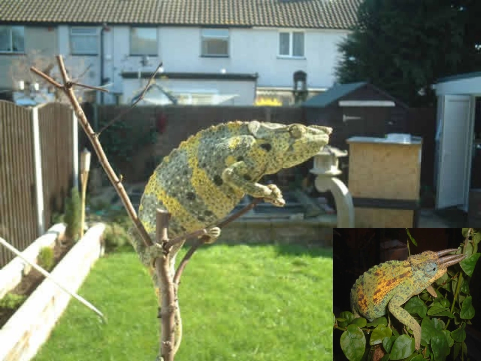 《变色龙》课件10_第2页