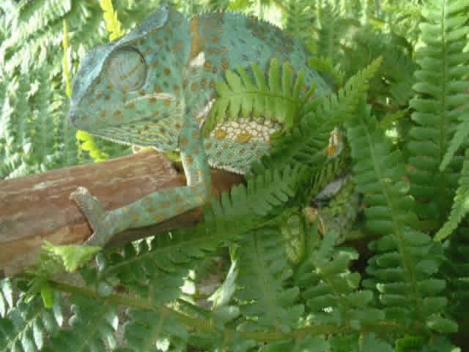 《变色龙》课件10_第3页