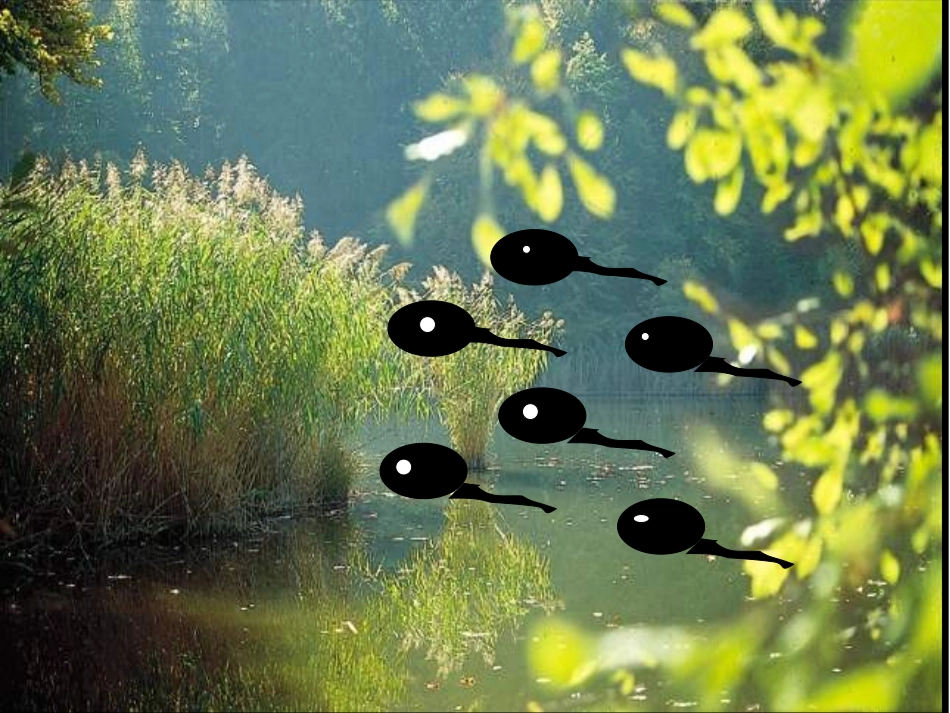 一年级语文下册_《小蝌蚪找妈妈》课件+_第2页