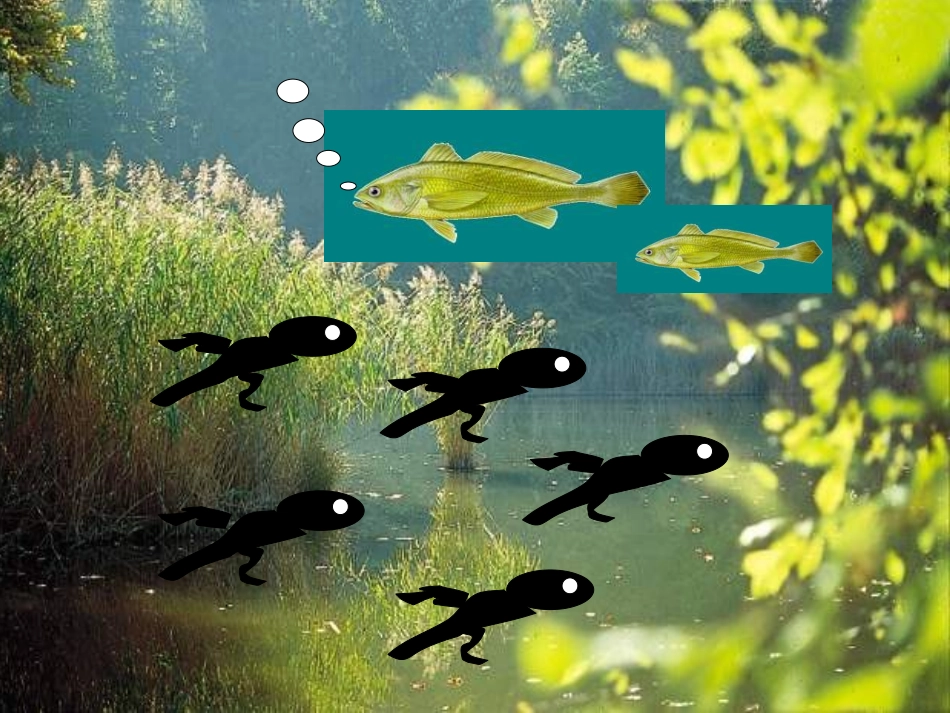 一年级语文下册_《小蝌蚪找妈妈》课件+_第3页