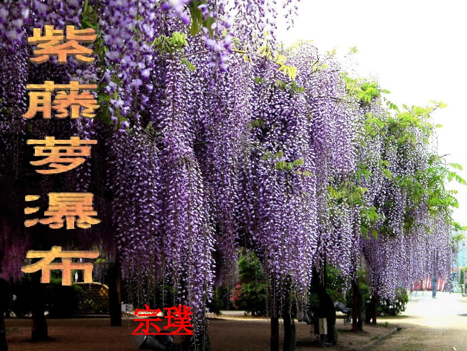 《紫藤萝瀑布》贾玉清-_第3页
