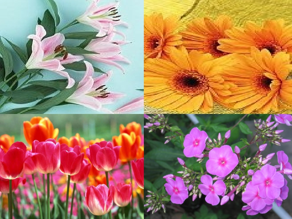 《世界上最美的是什么》课件_第3页