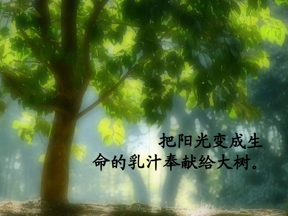 三年级语文做一片美的叶子_第3页