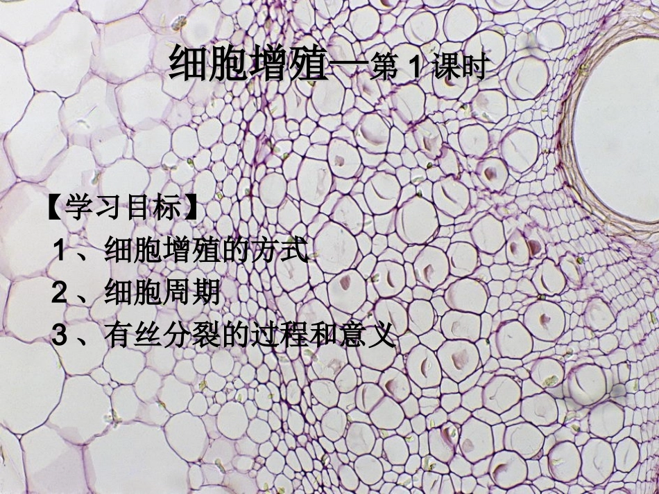 细胞增殖—有丝分裂_第1页