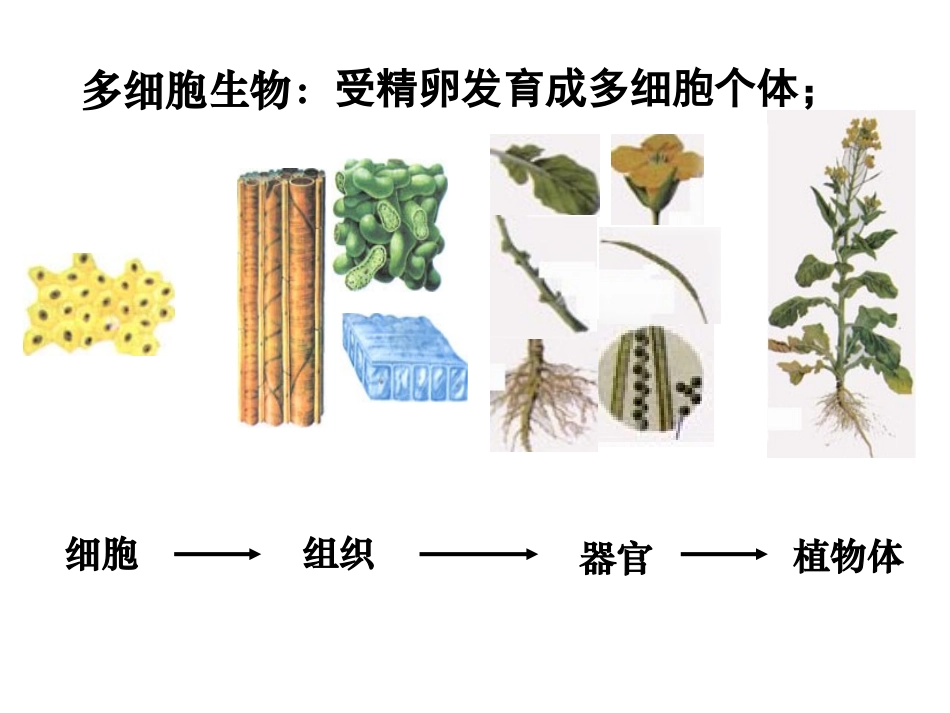 细胞增殖—有丝分裂_第2页