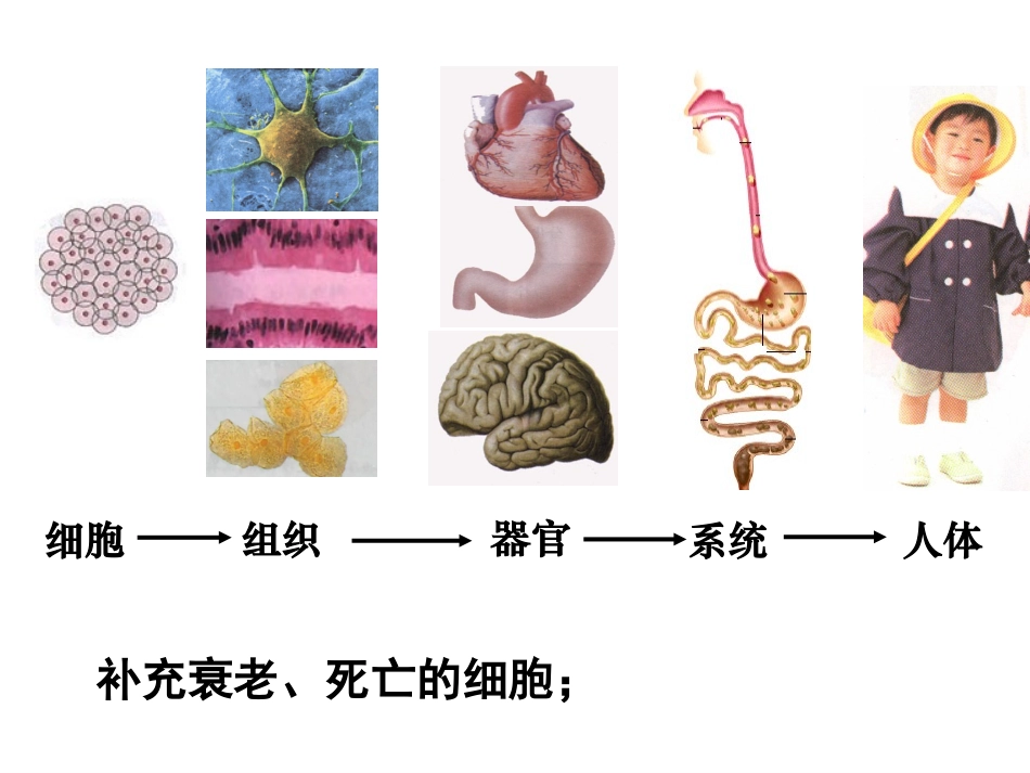 细胞增殖—有丝分裂_第3页