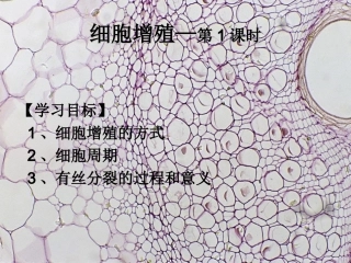细胞增殖—有丝分裂