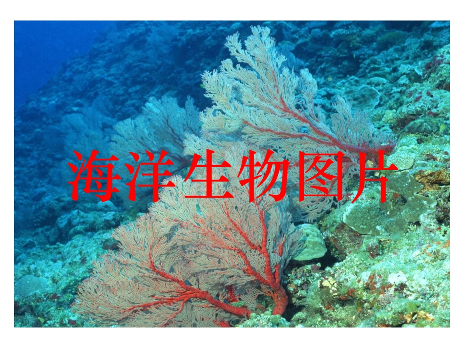 海洋生物图片_第1页