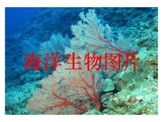 海洋生物图片