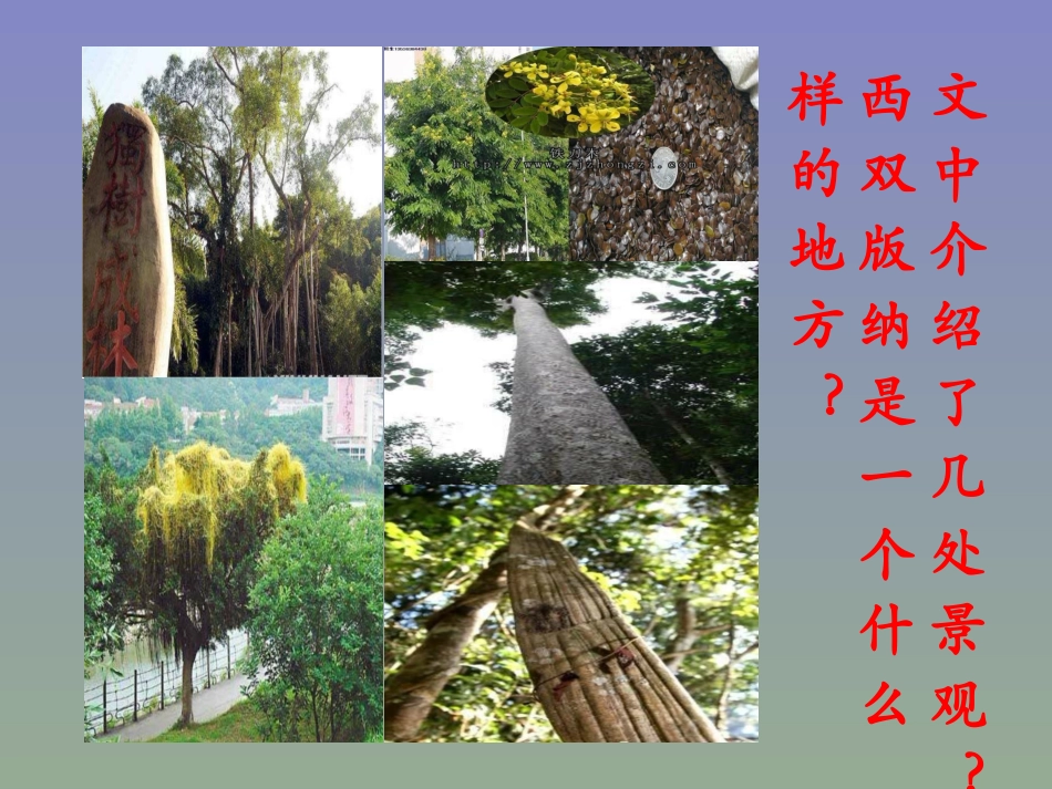 《西双版纳密林奇观》教学课件_第3页