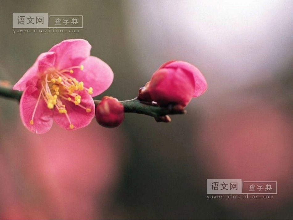 春到梅花山课件_第2页