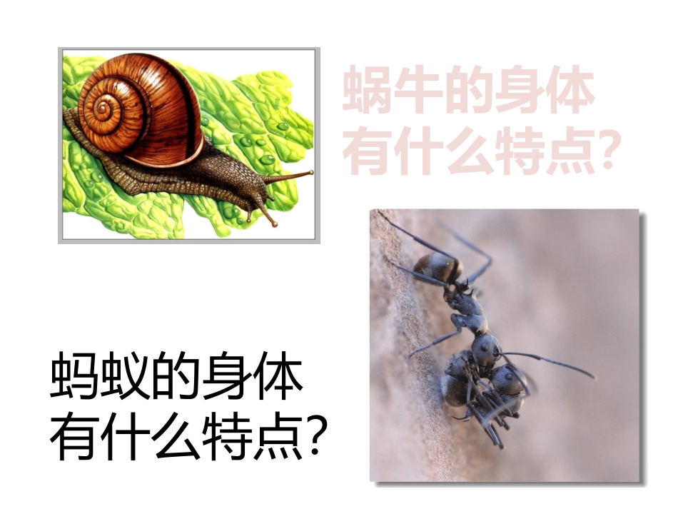 我们的身体演示文稿_第2页