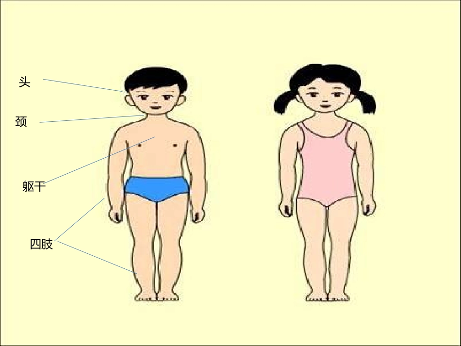 我们的身体演示文稿_第3页