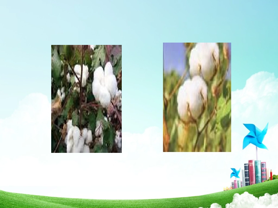 一年级-第八单元-棉花姑娘_第2页