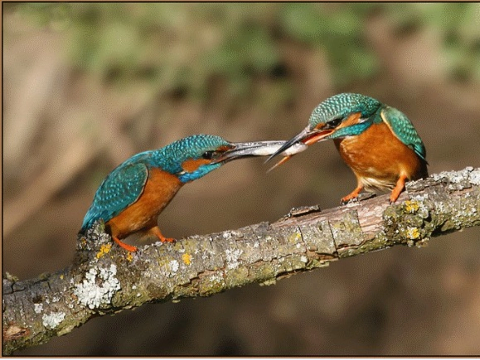 七年级英语下册 unit7 revision课件 人教新目标版_第1页