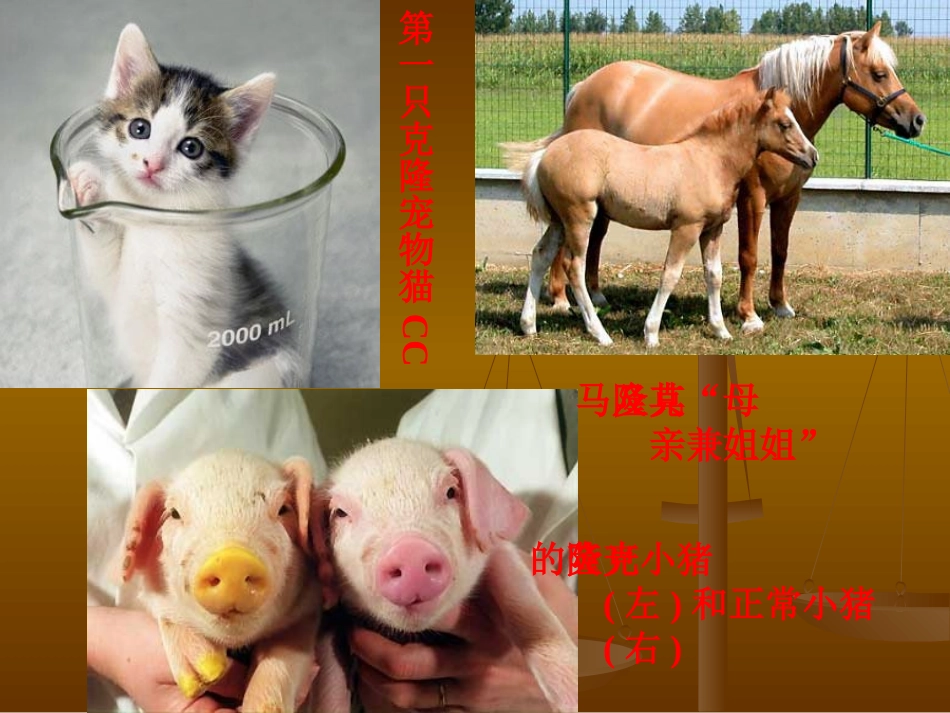 《奇妙的克隆》课件(1)_第3页