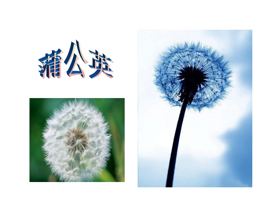 三年级上册语文——2金色的草地_第2页