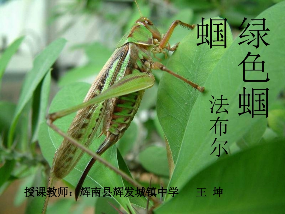 《绿色蝈蝈》 (2)_第3页
