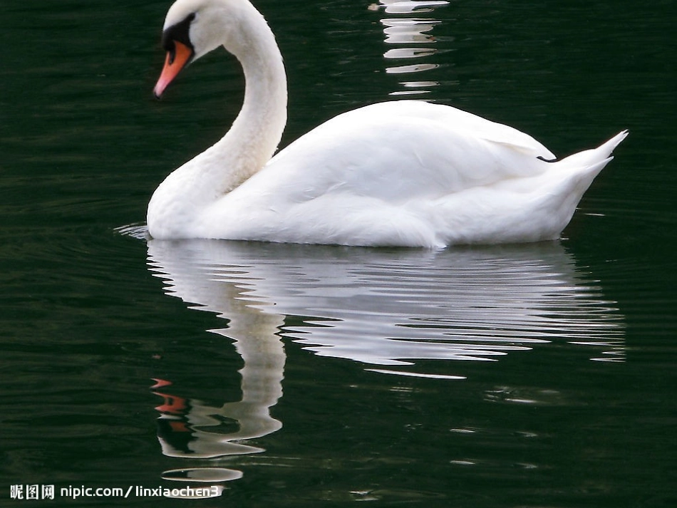 丑小鸭 (4)_第1页