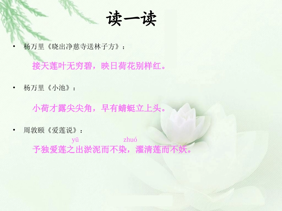 《荷花》PPT之一课件苏教版三年级语文下册课件_第2页