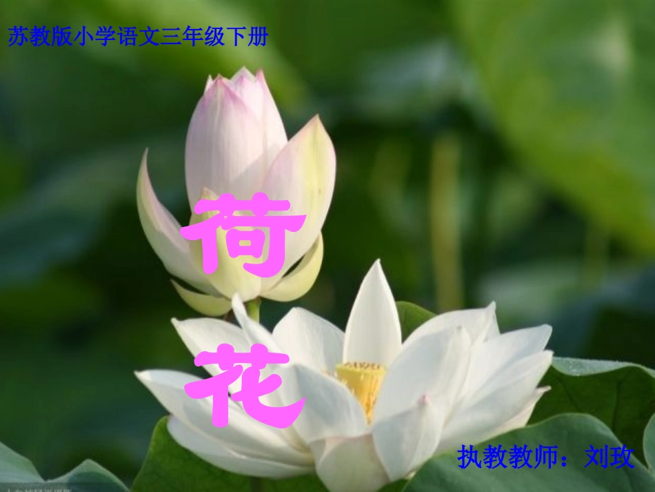 《荷花》PPT之一课件苏教版三年级语文下册课件_第3页