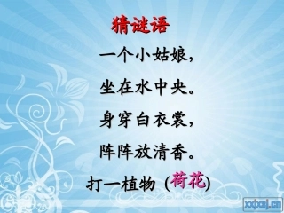 《荷花》PPT之一课件苏教版三年级语文下册课件