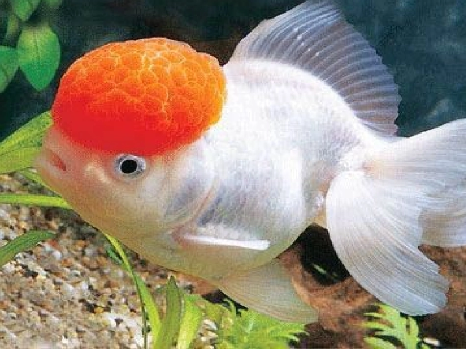 《生物入侵者》课件（32页）_第1页