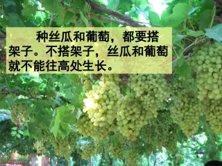 《爬山虎的脚》PPT