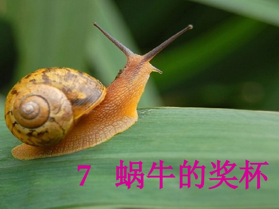 《蜗牛的奖杯》课件(苏教版二年级语文下册课件)-副本_第1页