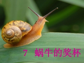 《蜗牛的奖杯》课件(苏教版二年级语文下册课件)-副本
