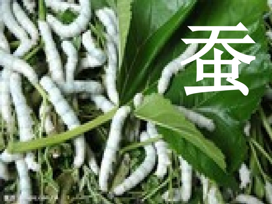 一单元2，东西文明相交融-中国物品的西传_第3页